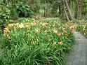 Daylily bed
